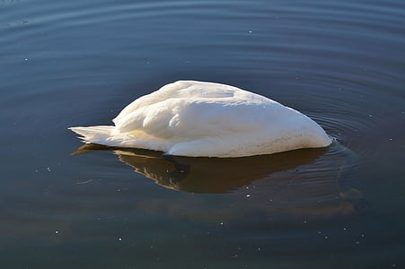 swan, bird, water bird, animal, white, schwimmvogel, lake