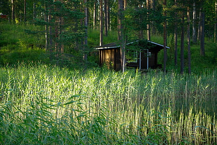 Finsko, dřevěná chata, rákosí, lesní jezero, Příroda, Les, strom
