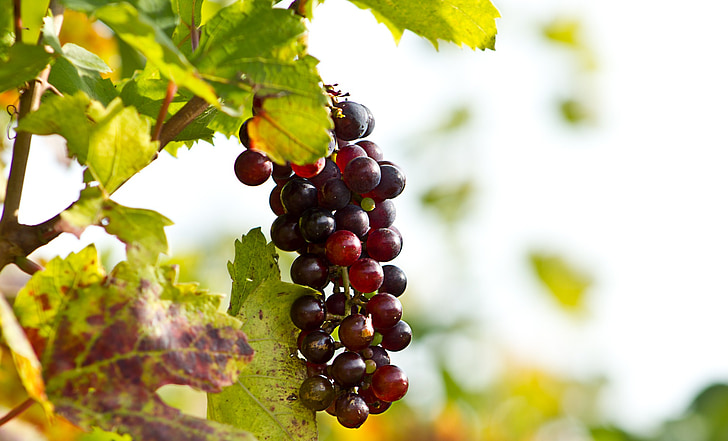 szőlő, bor, csavar, szőlő, mezőgazdaság, csavarok, Vintage
