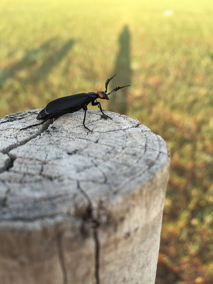 bug, Prairie, chenguang