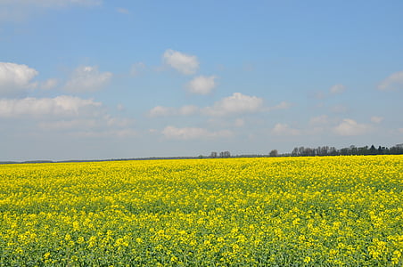 field, rapeseed, spring, nature, the cultivation of, agriculture