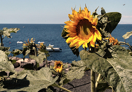 bunga matahari, Pantai, Lanzarote, musim panas, laut, alam, bunga