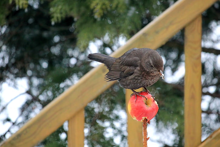 oiseau, Blackbird, femelle, pomme, manger, Songbird, hiver