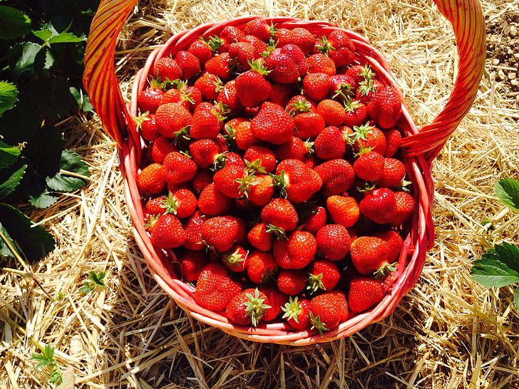 strawberries, red, fruits, basket, eat, jam, cook