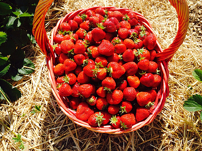 草莓, 红色, 水果, 购物篮, 吃, 果酱, 厨师