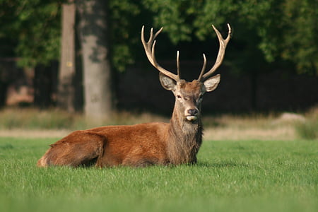 deer, antlers, nature, wildlife, mammal, wild, animal