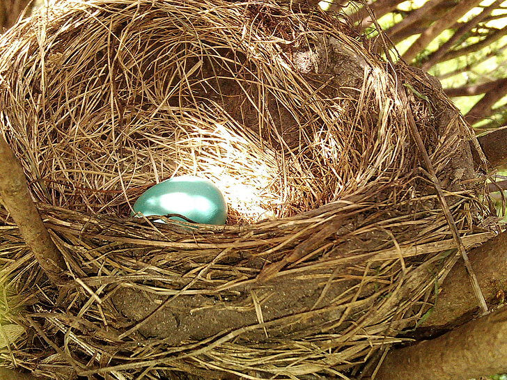 uovo, nido, natura, primavera, uccello, Nuovo, vita