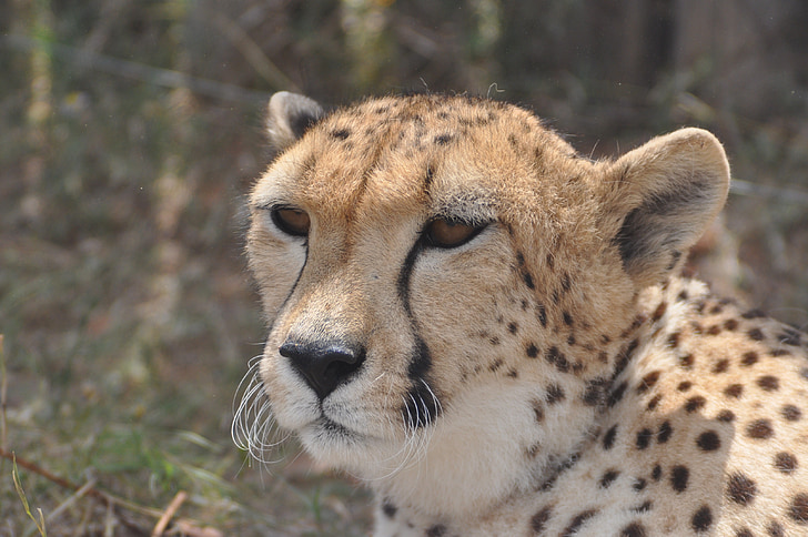 Cheetah, Afrika, hurtig, Safari, vilde, Wildlife, dyr