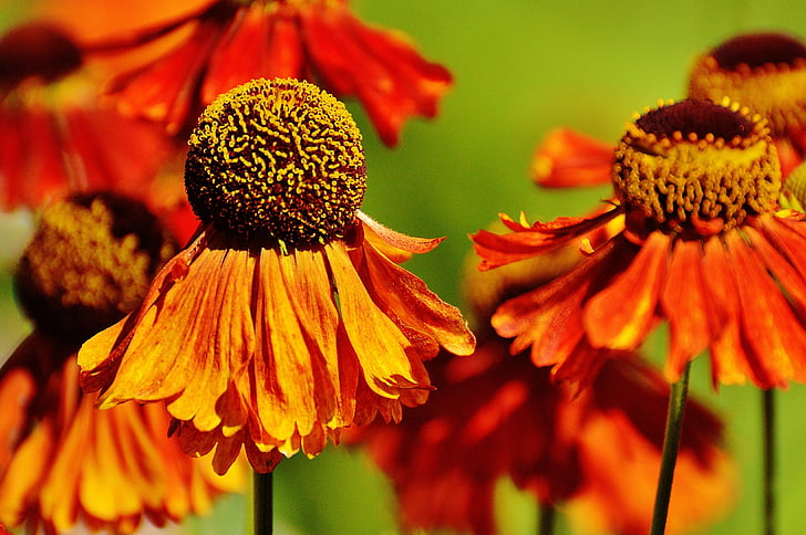 태양 모자, echinacea purpurea, 여름, 레드, 오렌지, 공장, 꽃