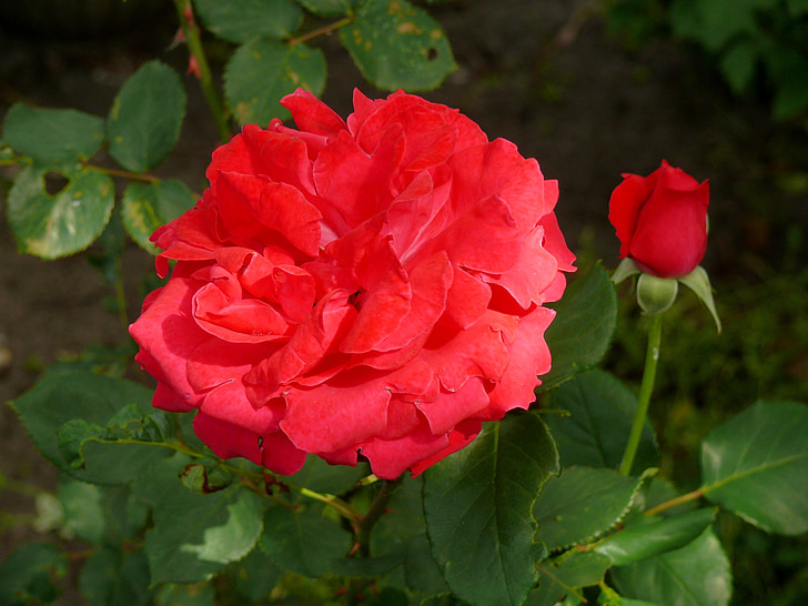 rose, red, flower, bloom, nature, plant, garden