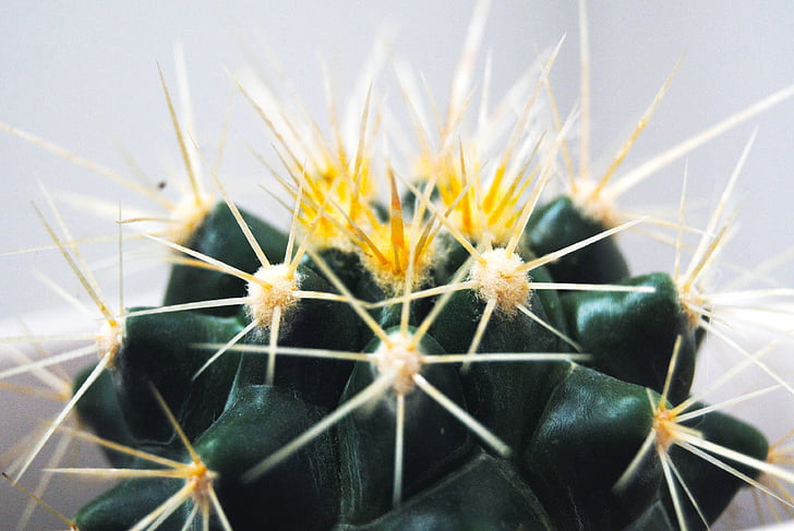 cactus, espines, planta, desert de, natura, espinós, verd