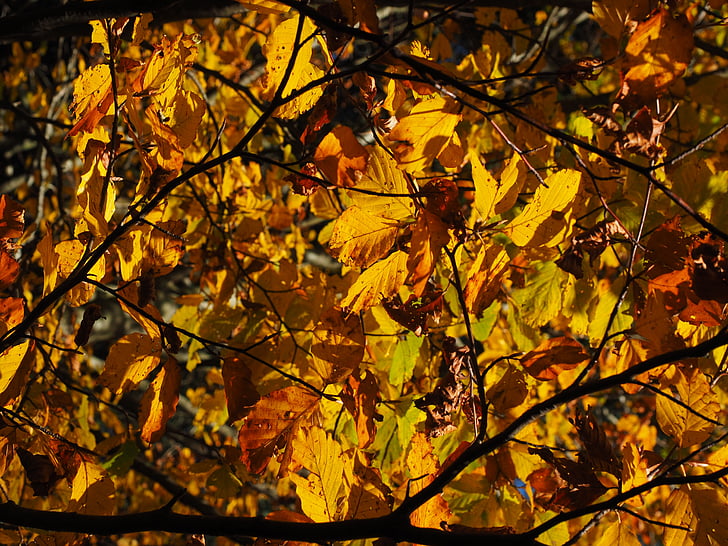 hojas, follaje de otoño, oro, color de otoño, colorido, hojas de haya, otoño