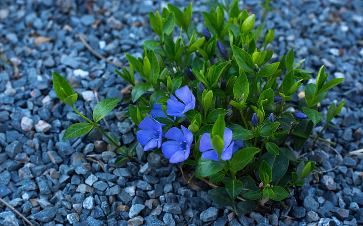 flower, rocks, plant, blossom, blue, green, spring