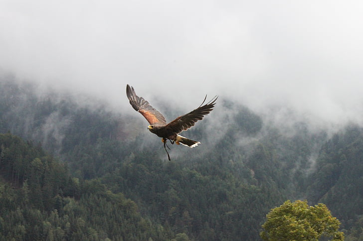 Adler, mgła, Raptor, zwierząt, lasu