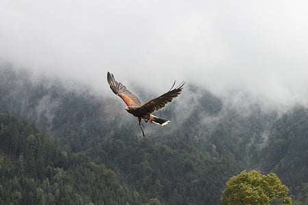 Adler, niebla, Raptor, animal, bosque
