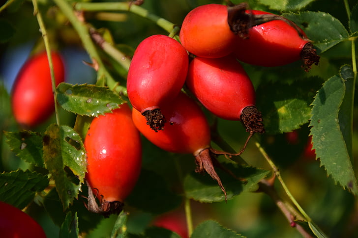 Rose hip, rijp, bos, Berry, fruit, plant, voedsel