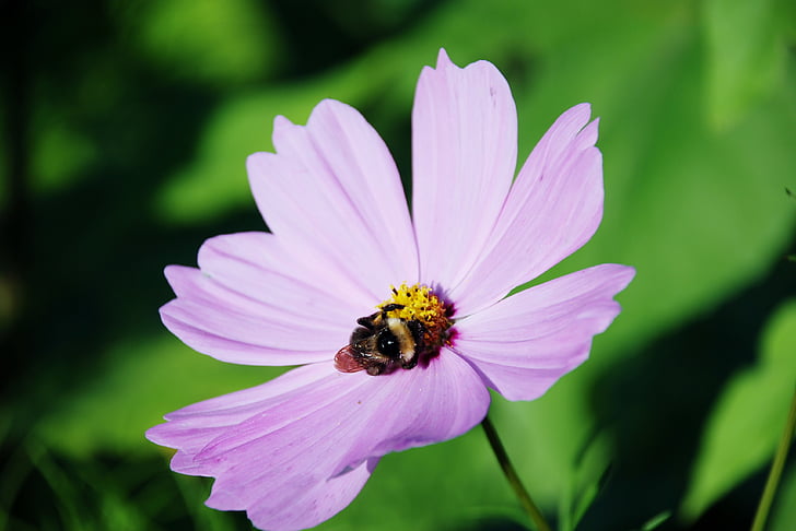 humlebi, Bee, blomst, blad, natur, grøn, lilla