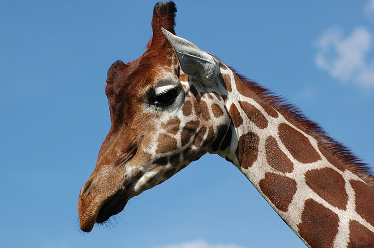 žirafa, Whipsnade zoo, modrá obloha