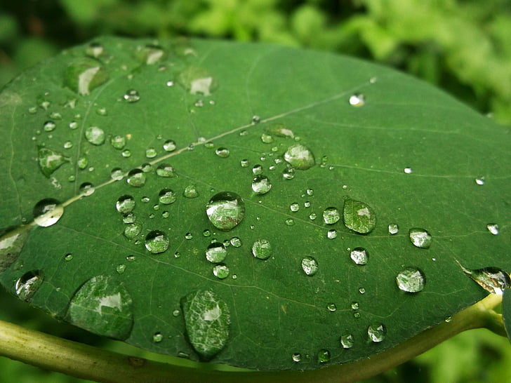 листа, Грийн, дъждовна капка