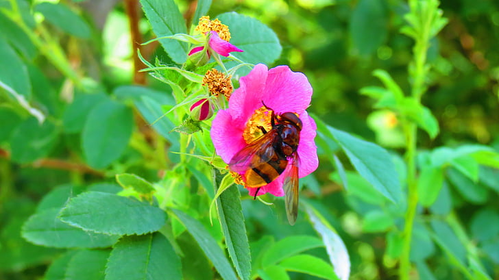 ผึ้ง, babu, ดอกไม้, erzurum, pasinler