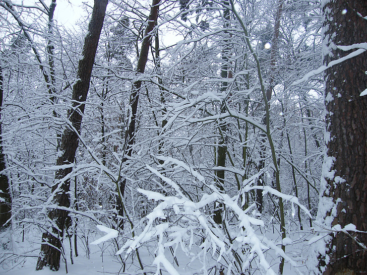 zimowe, snowy, śnieg, lasu