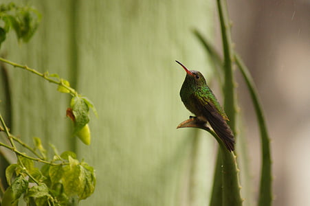 fåglar, fauna, naturen, Armenien, Quindio, Colombia