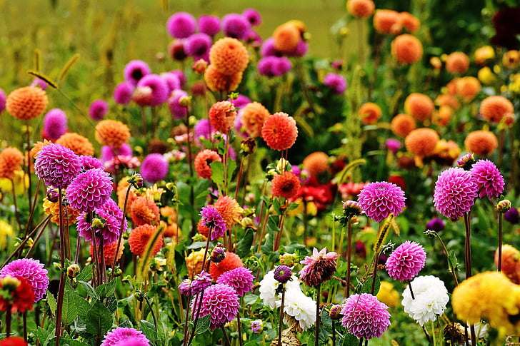 Dahlia, daaliat, Syksy, Asteraceae, kukka puutarha, koriste kukka, Dahlia Puutarha