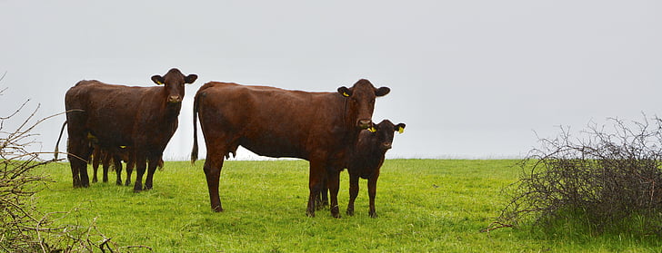 vacas, Irlanda, naturaleza, del pasto, vaca marrón