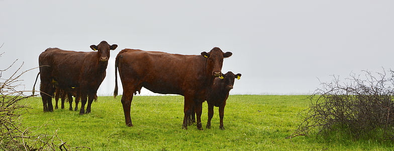 αγελάδες, Ιρλανδία, φύση, βοσκότοποι, καφετιά αγελάδα