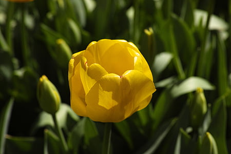 flor, tulipanes, Foto de flor, flores, macro, planta, naturaleza