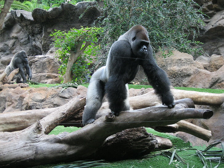 gorila, Silverback, Zoo