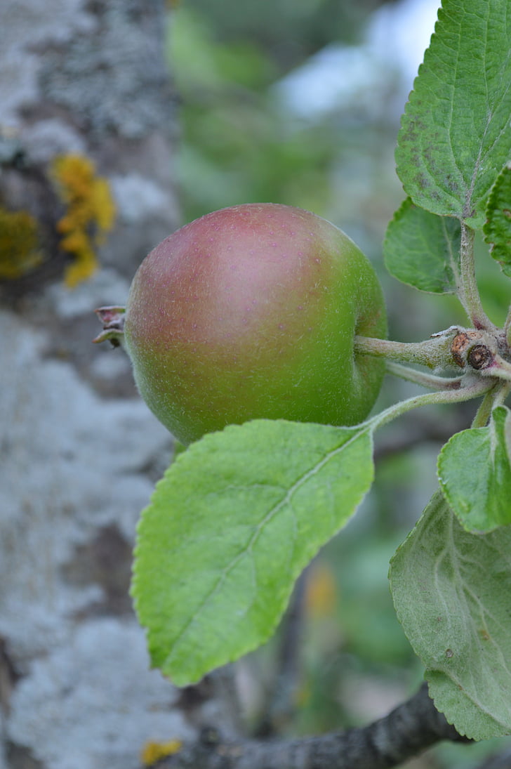 ябълка, ябълковото дърво, плодове, природата, филми, Еко, продукт