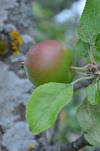 Apple, árbol de manzana, fruta, naturaleza, películas, Eco, producto