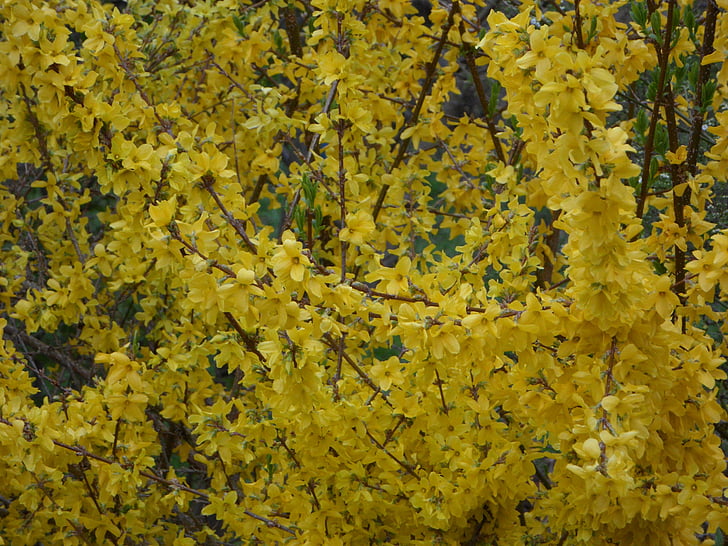 gelb, Forsythien, Zierstrauch, Gold lila, Bloom, Blüte, Frühling