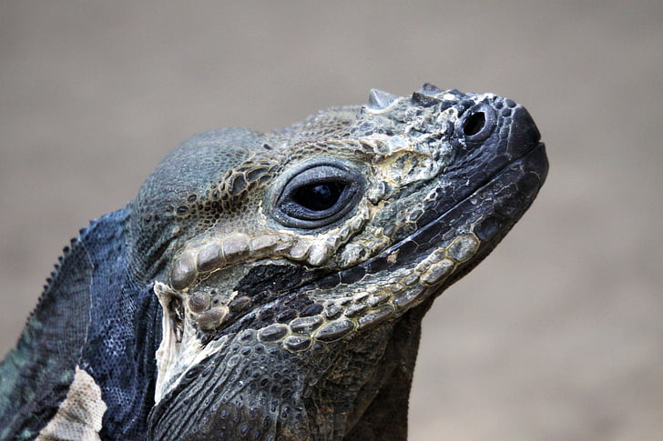 nesehorn iguana, Iguana, øgle, dyr, Reptile, dyreliv, natur