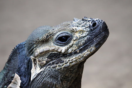 ninasarviku iguana, Iguana, sisalik, looma, roomaja, Wildlife, loodus