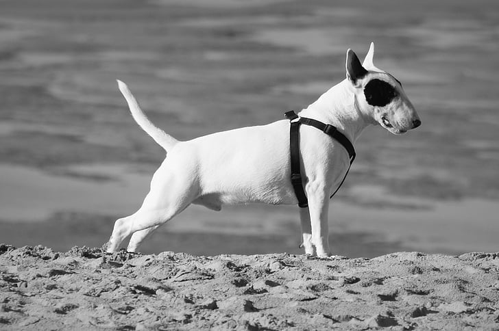cão, animal, Pitbull terrier, Terrier, cauda, pernas, orelhas