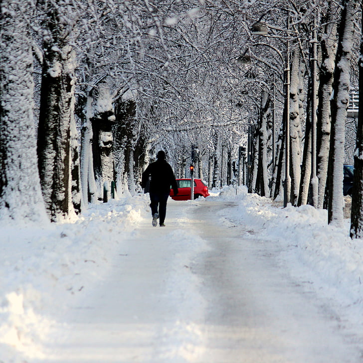 snow, street, tree, winter, cold, season, holiday