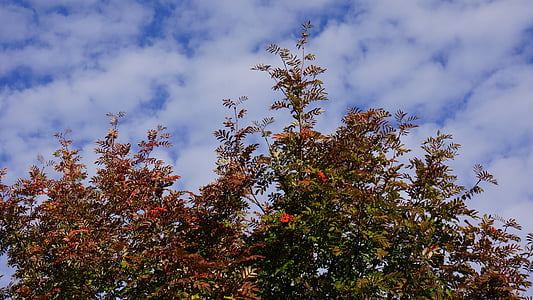 autumn, fall colors, rowan, blue sky, white clouds