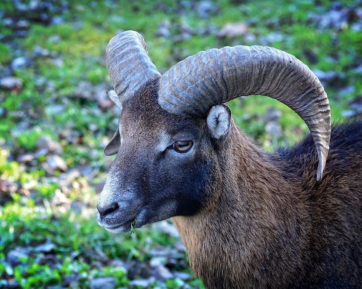 head, mouflon, ovis orientalis musimon, horned, horns, portrait, animal world