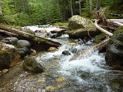 Torrent, fusta flotant, Roca, natura, bosc, riu, corrent