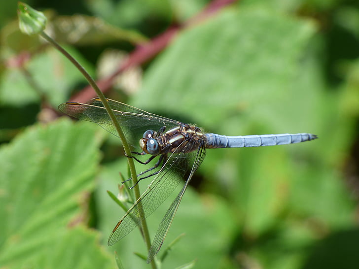 blå dragonfly, stængel, grønne områder, bevinget insekt, vådområde, Orthetrum coerulescens