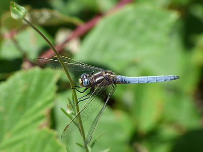 蓝蜻蜓, 干, 绿色植物, 有翅膀的昆虫, 湿地, orthetrum coerulescens