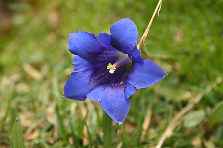 gentian, biru, Blossom, mekar, bunga, tanaman, Alpine bunga