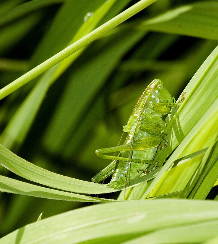grasshopper, insect, green, nature, summer, outdoors, grass
