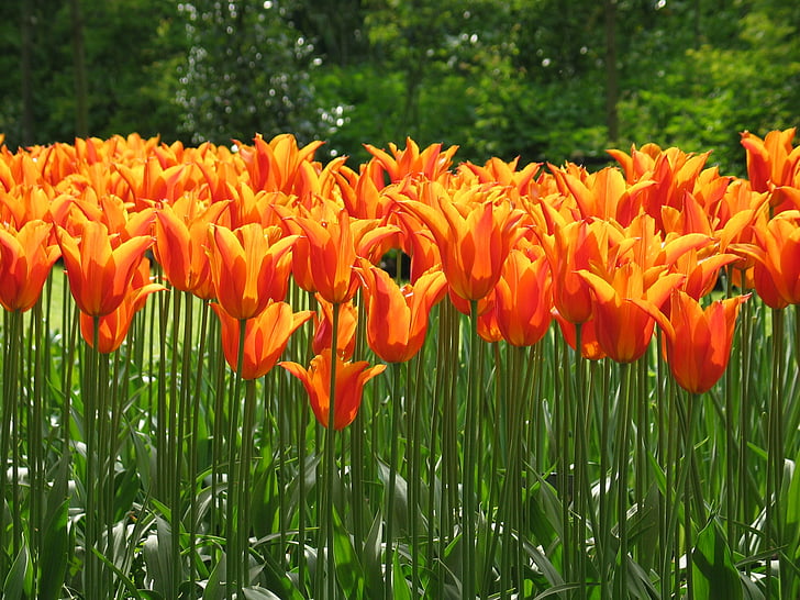 τουλίπα, πορτοκαλί, χλωρίδα, λουλούδι, άνοιξη, φύση, Ολλανδία