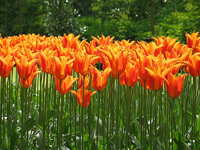 Tulipan, pomarańczowy, Flora, kwiat, wiosna, Natura, Holandia