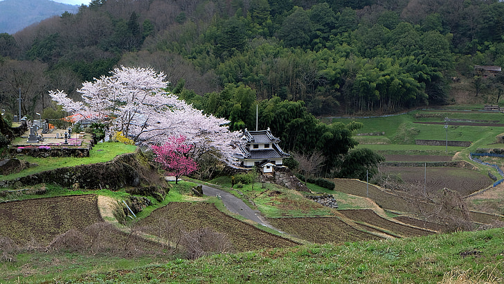 日本, チェリー, 田園地帯, 春, 桜の花, 山田の田んぼ