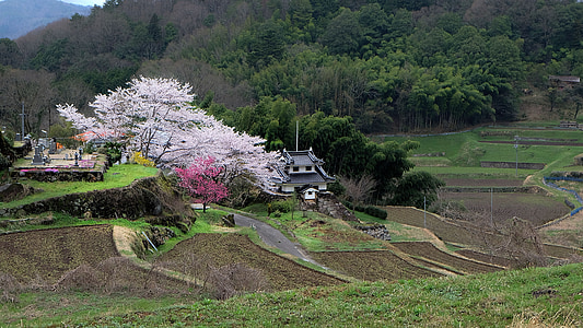 Ιαπωνία, κεράσι, εξοχή, άνοιξη, ανθισμένη Κερασιά, ορυζώνες του Yamada