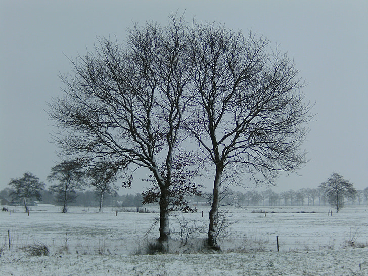 winter, trees, snow, landscape